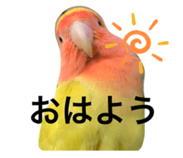 382205186