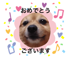 382312311
