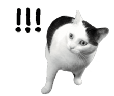 382484539