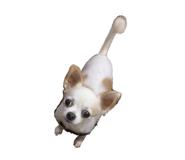 382842735