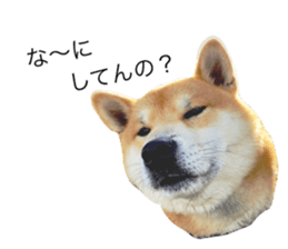 383068062