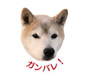 384466153