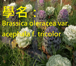 385950361