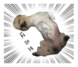 387081772