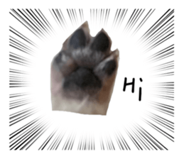 387081775