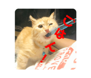 387333765