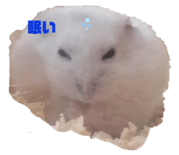 387784880