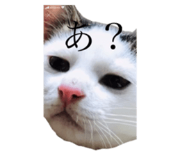 388881626