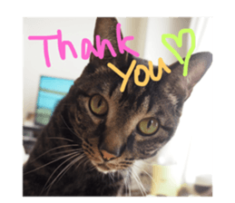 38932861