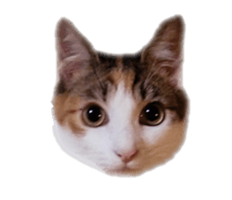 38956529