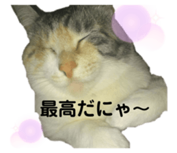 390500964