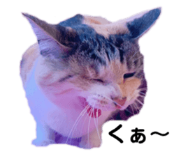 390500965