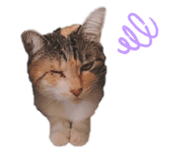 390500966