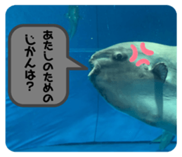 390506620