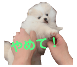 390747037