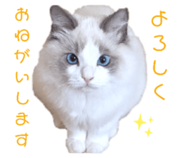 391995247