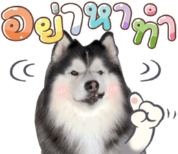 392368815