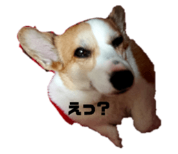 392720260