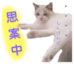 392886281