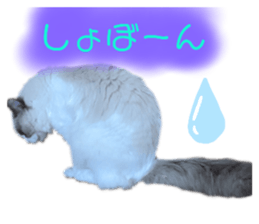 392886286