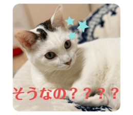 392888706