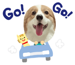 392913811