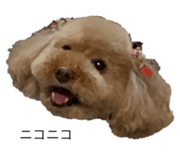 393185212