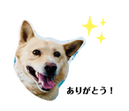 393500031