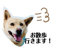 393500039