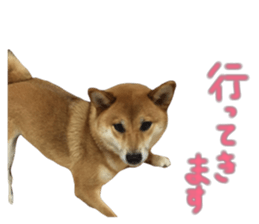 39362211