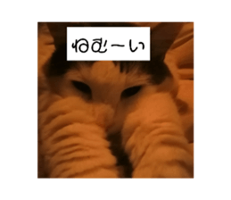 393673941
