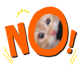 393688145