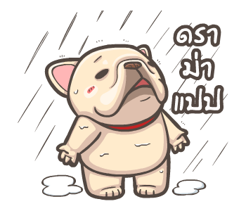 พิกุ - เฟรนช์ บูลด็อก 16 รูปที่ 11