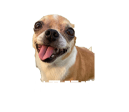 393781816