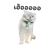 393810432