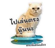 393810446