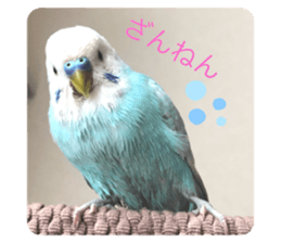 393972335
