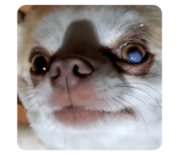 393996433