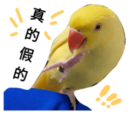 39442286