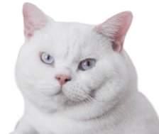 394553057