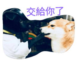 39459043