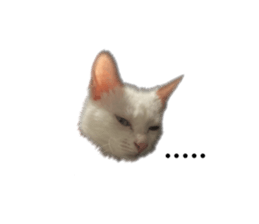 394592099