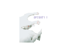 394592111