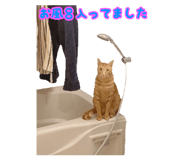 394618250