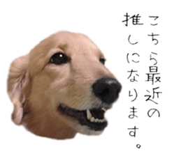 395023108