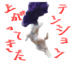 395115021