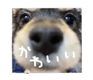 395131247