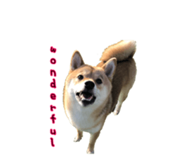 395431937