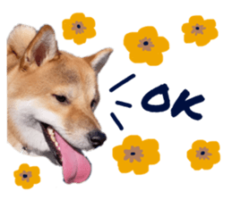 395553638