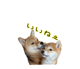 395595435